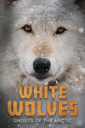 White Wolves: Ghosts of the Arctic watch White Wolves: Ghosts of the Arctic