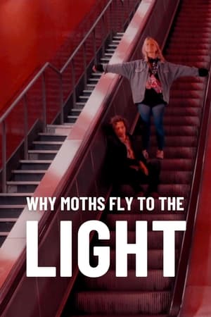 Why Moths Fly to the Light? watch Why Moths Fly to the Light?