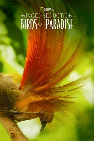 Winged Seduction: Birds of Paradise watch Winged Seduction: Birds of Paradise