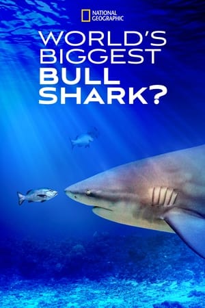 World's Biggest Bull Shark? watch World's Biggest Bull Shark?