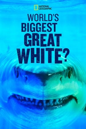 World's Biggest Great White? watch World's Biggest Great White?