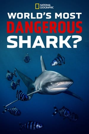 World's Most Dangerous Shark? watch World's Most Dangerous Shark?