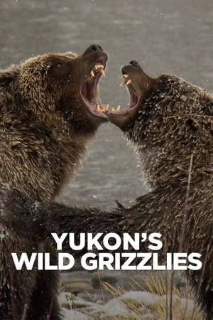 Yukon's Wild Grizzlies watch Yukon's Wild Grizzlies
