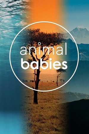 Animal Babies-hd
