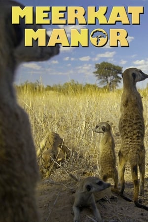 Meerkat Manor Meerkat Manor-hd