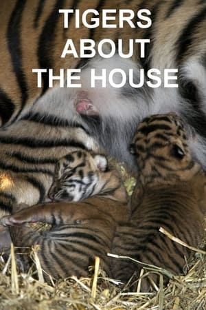 Tigers About the House Tigers About the House-hd