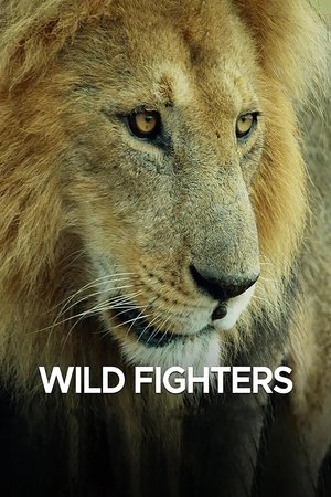 Wild Fighters Wild Fighters-hd